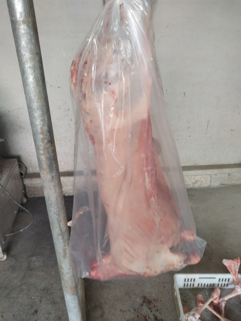 新鲜活羊现杀羊腔子烤全羊羊酮体滩羊育肥基地常年出售批发
