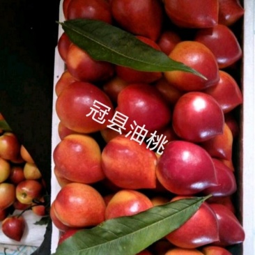 山东冠县油桃品种齐全供应各大平台商超批发，质量保证！