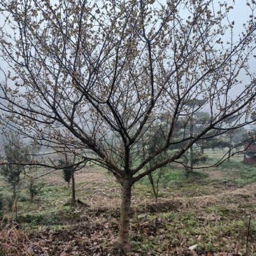 腊梅树，雪梅