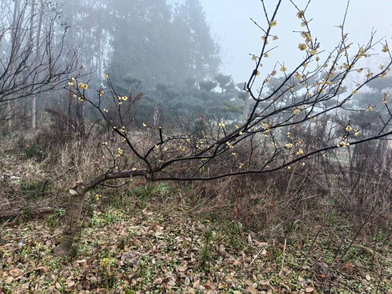 腊梅树，雪梅