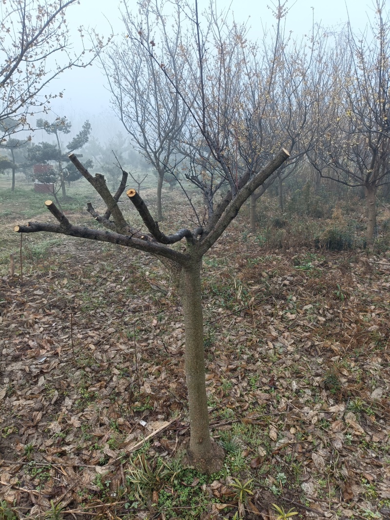 腊梅树，雪梅