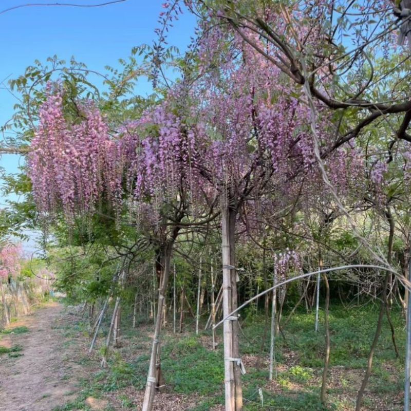 紫藤精品紫藤规格齐全基地直供欢迎电话联系