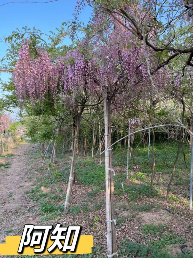 紫藤精品紫藤规格齐全基地直供欢迎电话联系