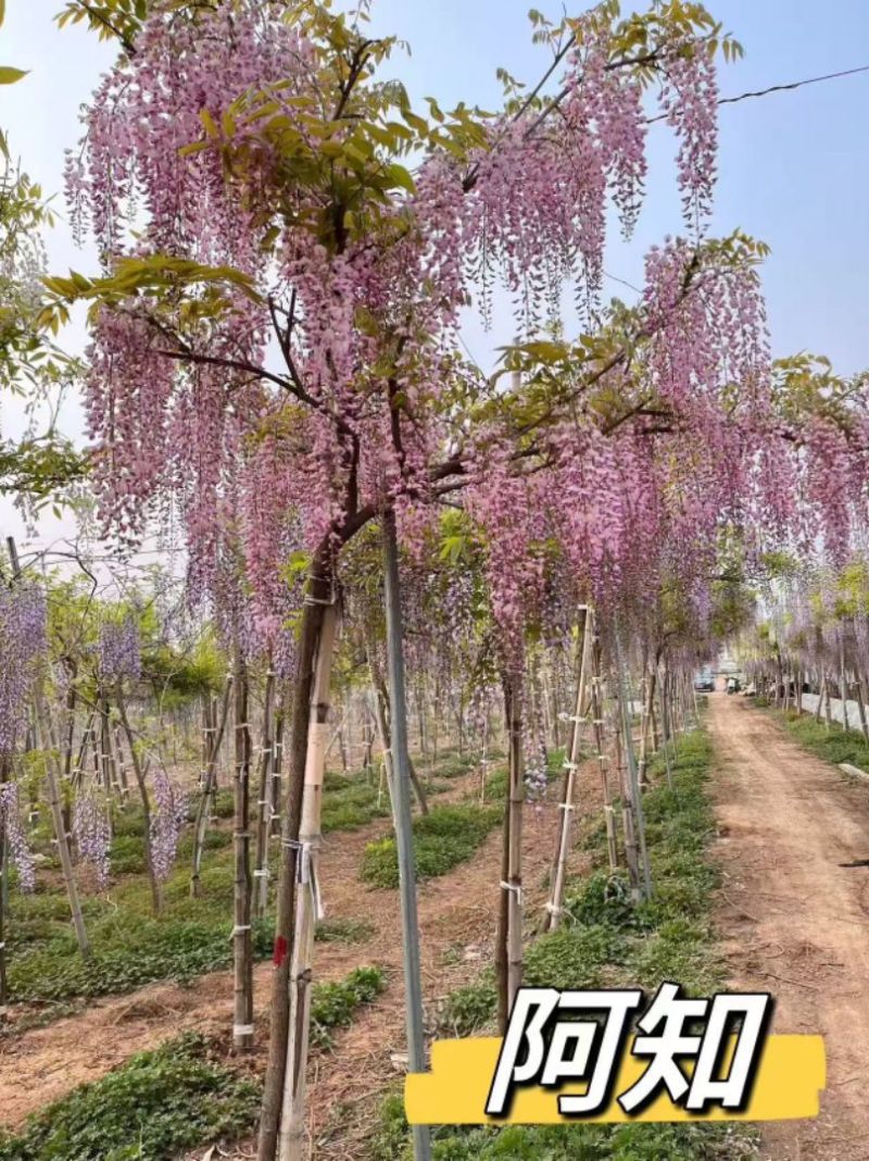 紫藤精品紫藤规格齐全基地直供欢迎电话联系