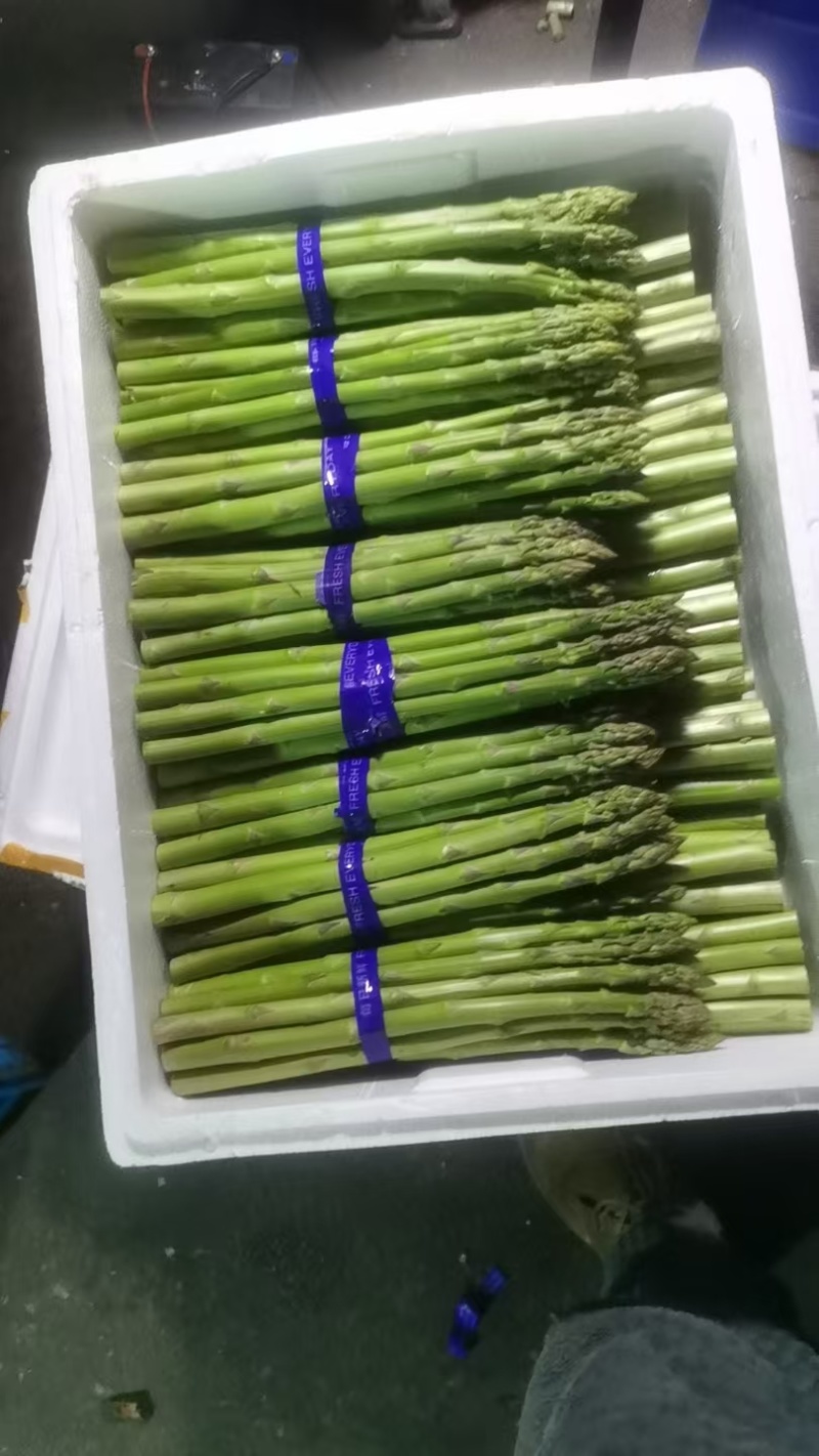 1000亩大棚绿芦笋开始采摘欢迎各位朋友前来浅谈合作
