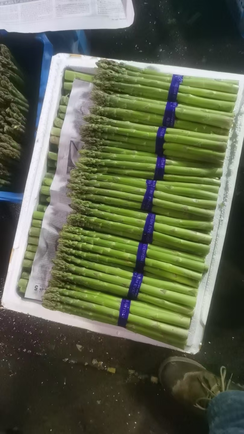 1000亩大棚绿芦笋开始采摘欢迎各位朋友前来浅谈合作