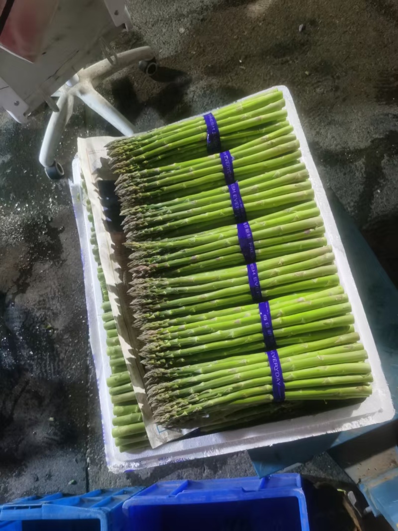 1000亩大棚绿芦笋开始采摘欢迎各位朋友前来浅谈合作