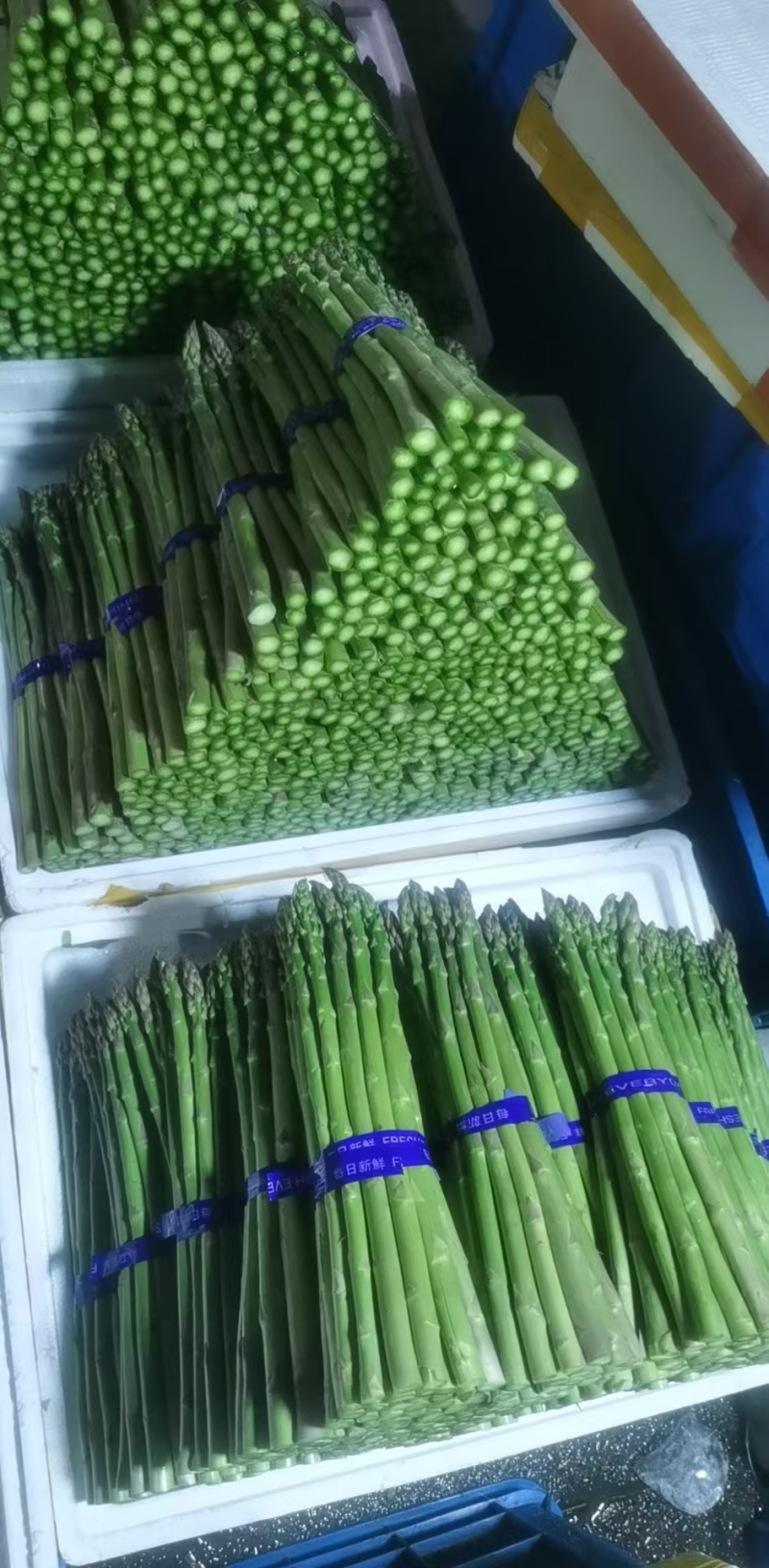 1000亩大棚绿芦笋开始采摘欢迎各位朋友前来浅谈合作