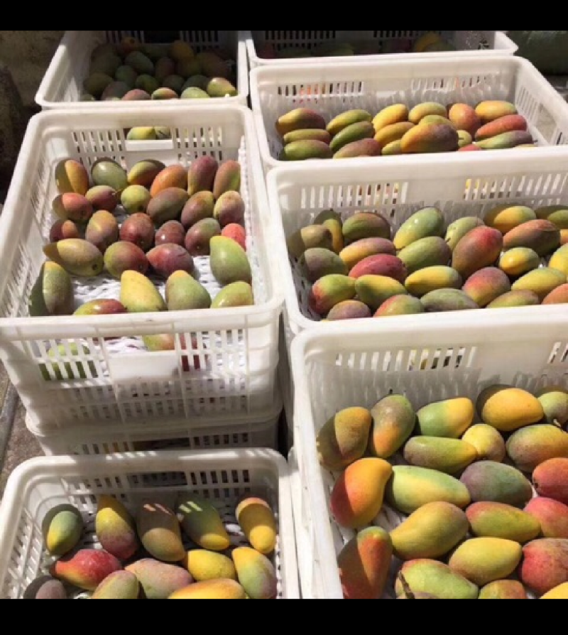 海南贵妃芒，软糯香甜，大量供应电商，市场，代发全国，保质