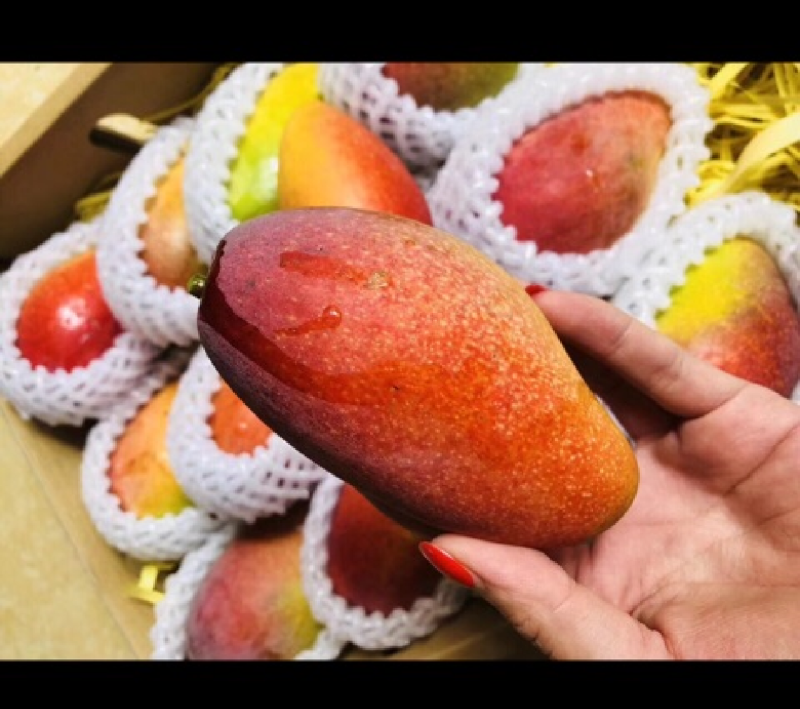海南贵妃芒，软糯香甜，大量供应电商，市场，代发全国，保质