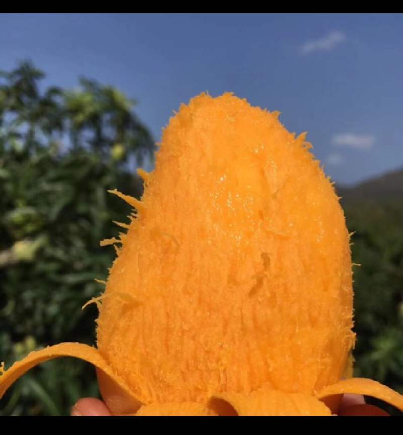 海南贵妃芒，软糯香甜，大量供应电商，市场，代发全国，保质