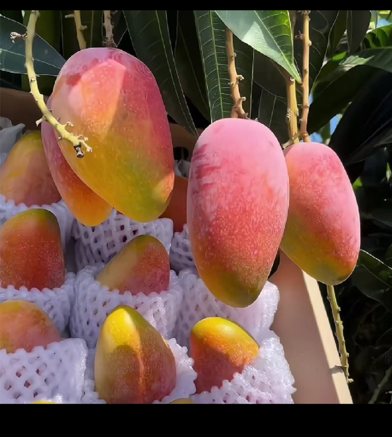 海南贵妃芒，软糯香甜，大量供应电商，市场，代发全国，保质