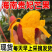 海南贵妃芒，软糯香甜，大量供应电商，市场，代发全国，保质