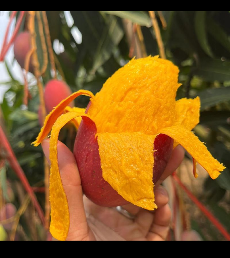 海南贵妃芒，软糯香甜，大量供应电商，市场，代发全国，保质