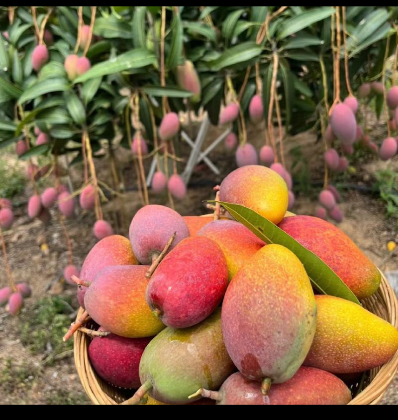 海南贵妃芒，软糯香甜，大量供应电商，市场，代发全国，保质