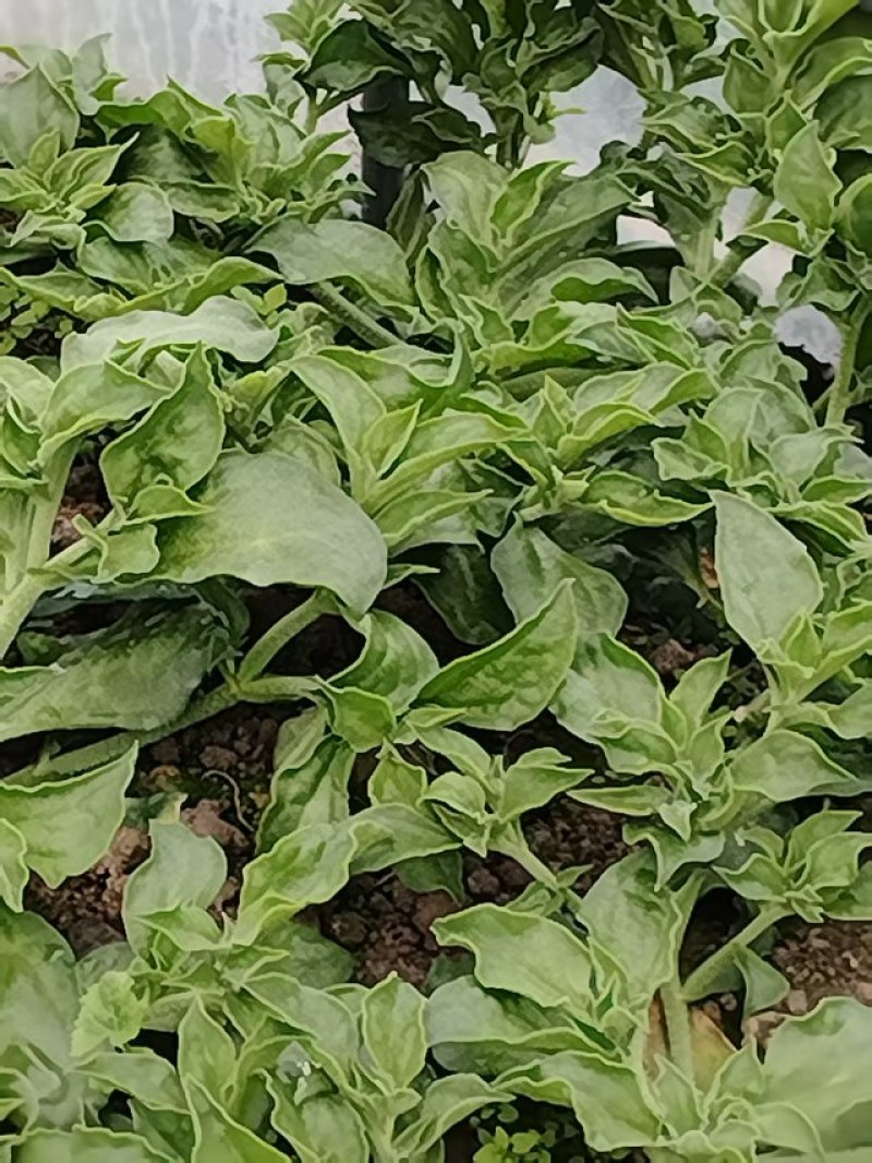 【新鲜供货】冰菜，四川冰菜，大量供应保质保量，可全国发货