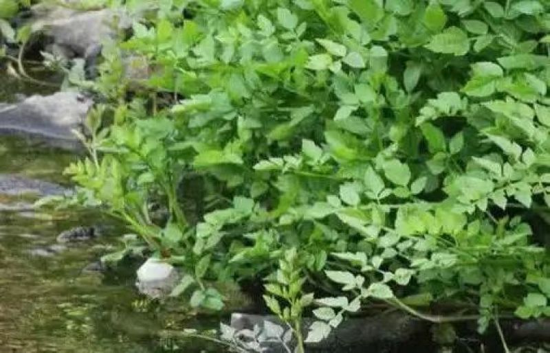 湖北野生水芹菜支持一件代发小叶芹菜现摘现发农家时令蔬菜