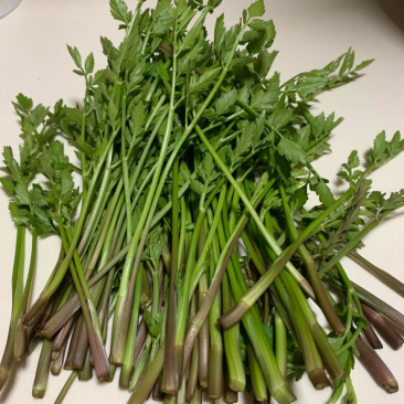 湖北野生水芹菜支持一件代发小叶芹菜现摘现发农家时令蔬菜