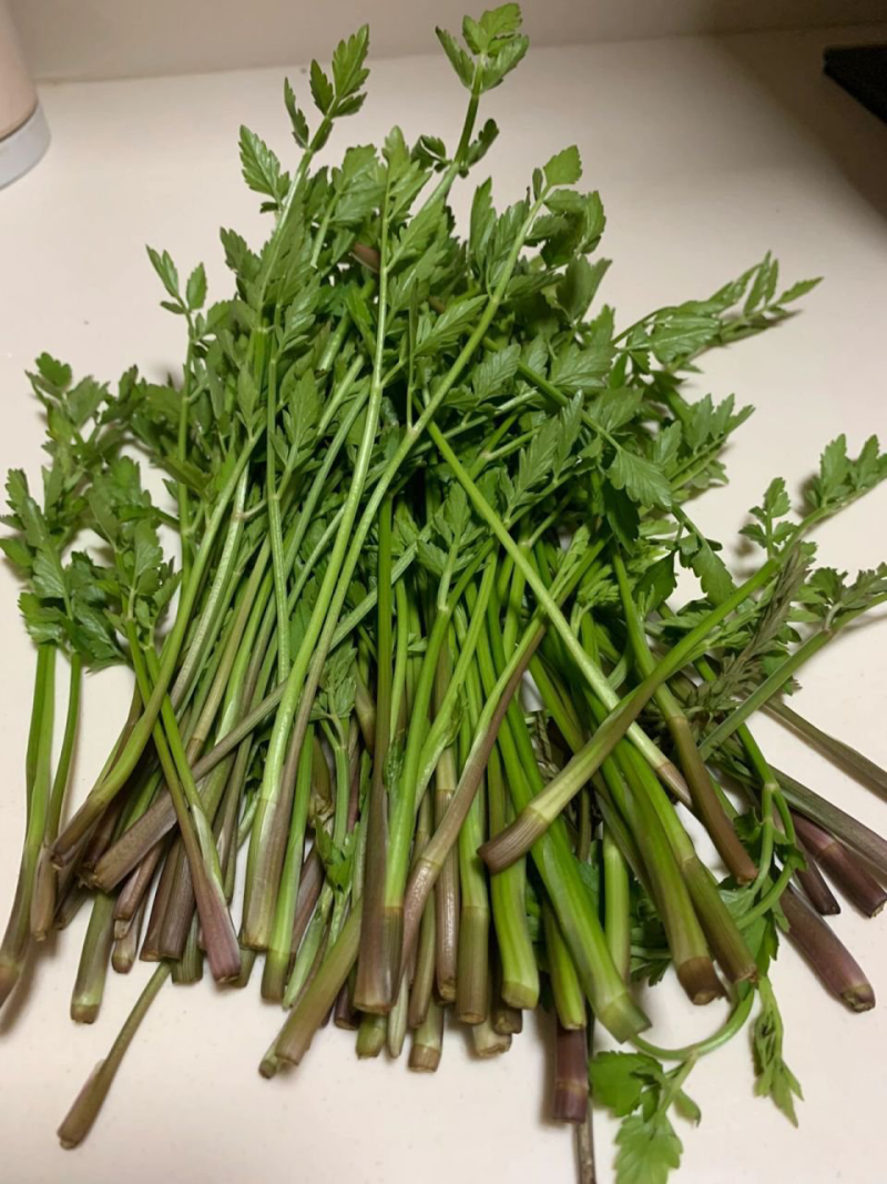 湖北野生水芹菜支持一件代发小叶芹菜现摘现发农家时令蔬菜
