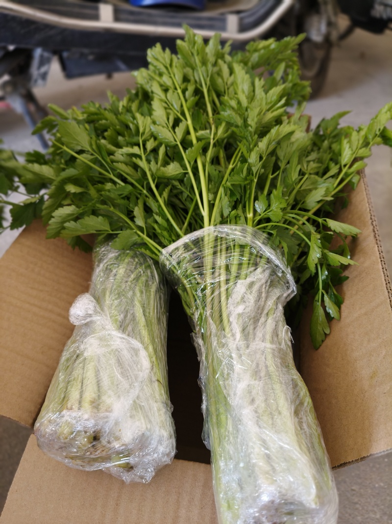 湖北野生水芹菜支持一件代发小叶芹菜现摘现发农家时令蔬菜