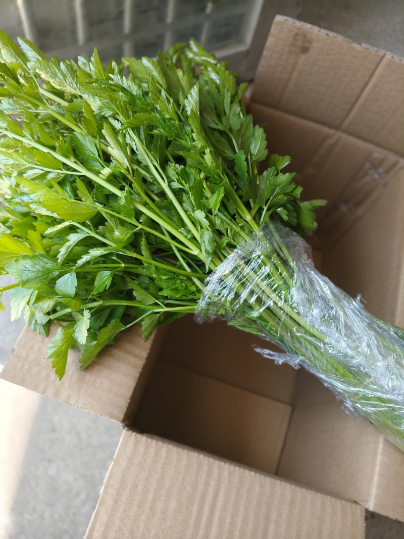 湖北野生水芹菜支持一件代发小叶芹菜现摘现发农家时令蔬菜
