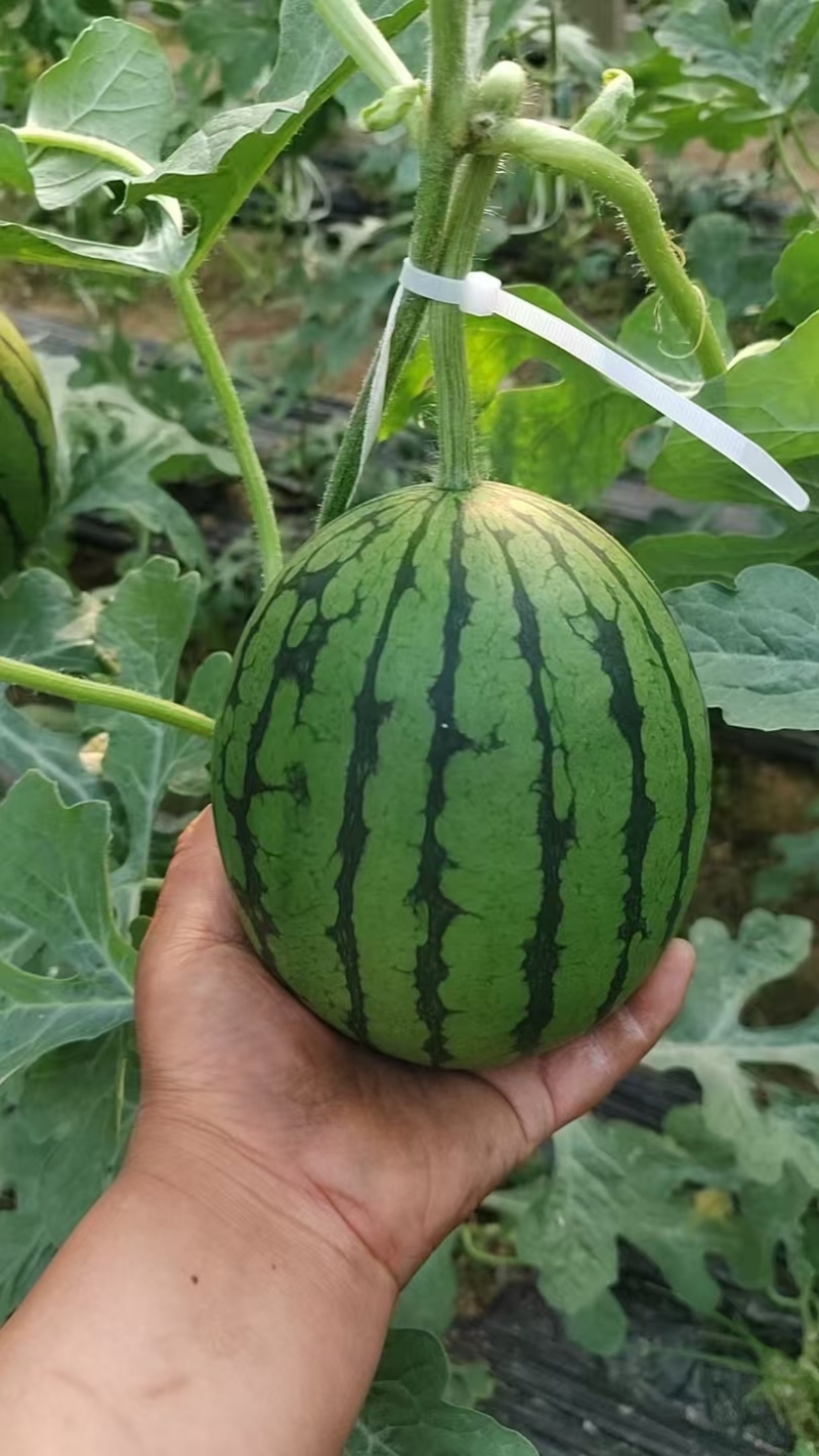 各种小吊瓜