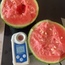 各种小吊瓜