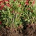 基地大量出售高40-50厘米红王子锦带苗
