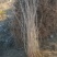 基地大量出售高40-50厘米红王子锦带苗