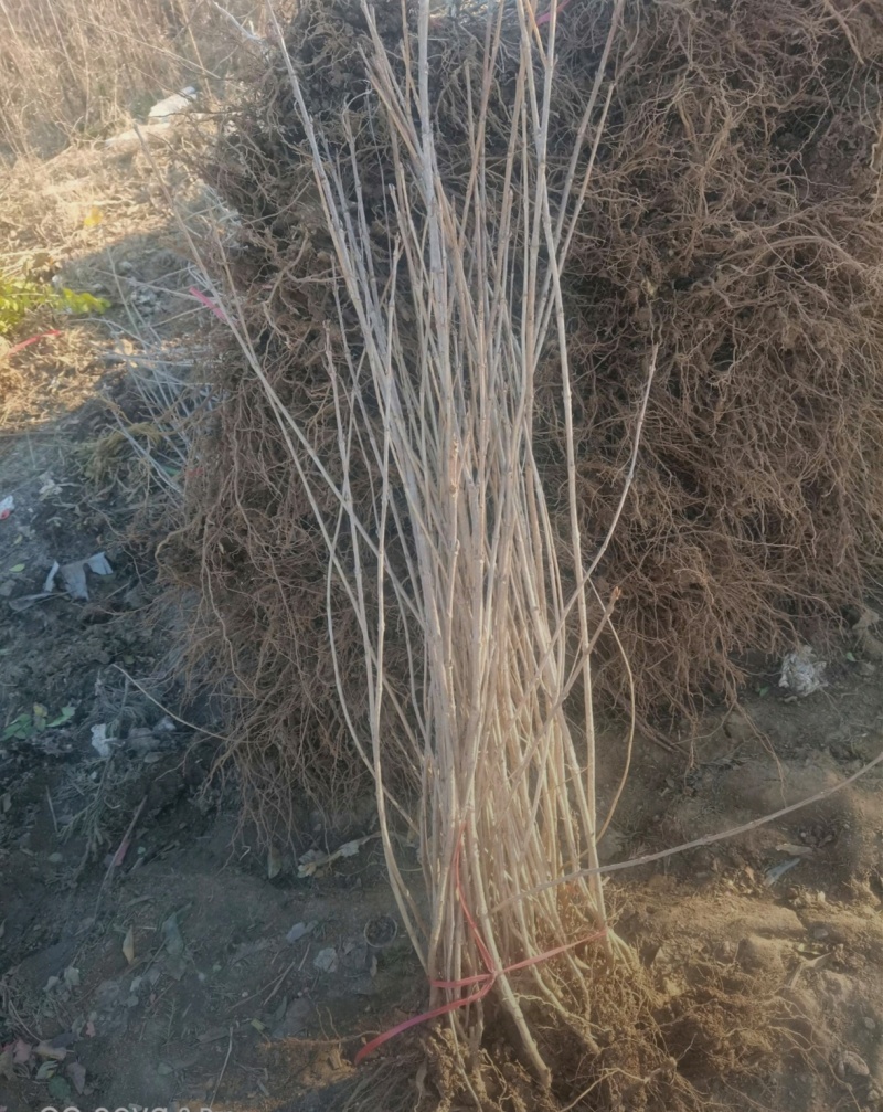 基地大量出售高40-50厘米红王子锦带苗