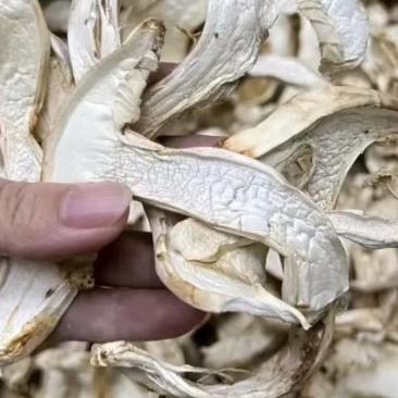 云南禄丰市去皮松茸干片全国直发，货好价低，都是一手货
