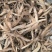 当归当归节各种规格当归质量保证量大从优