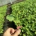 友邦种苗专业培育西瓜苗甜瓜苗各种瓜果蔬菜苗