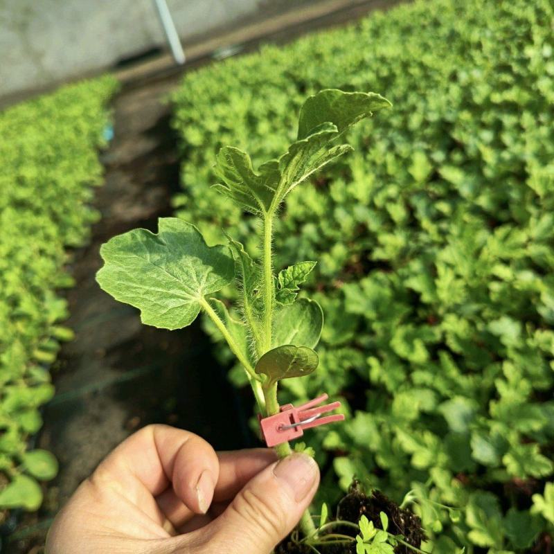 友邦种苗专业培育西瓜苗甜瓜苗各种瓜果蔬菜苗