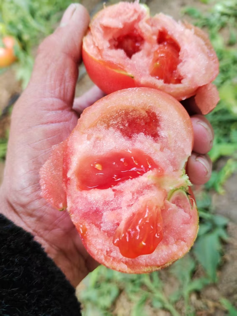 《草莓西红柿》河北西红柿现货上市中现摘现发对接商超团购供