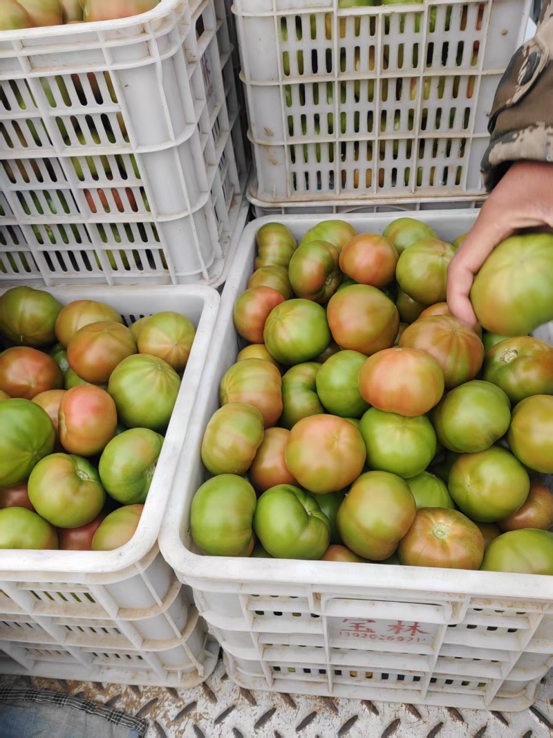 《草莓西红柿》河北西红柿现货上市中现摘现发对接商超团购供
