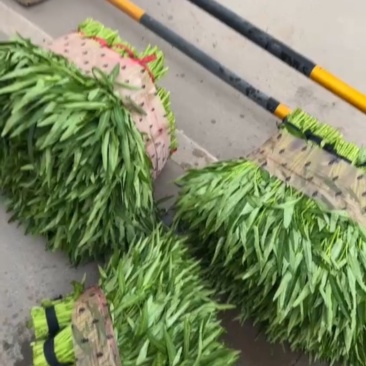 东莞大棚空心菜