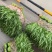 东莞大棚空心菜