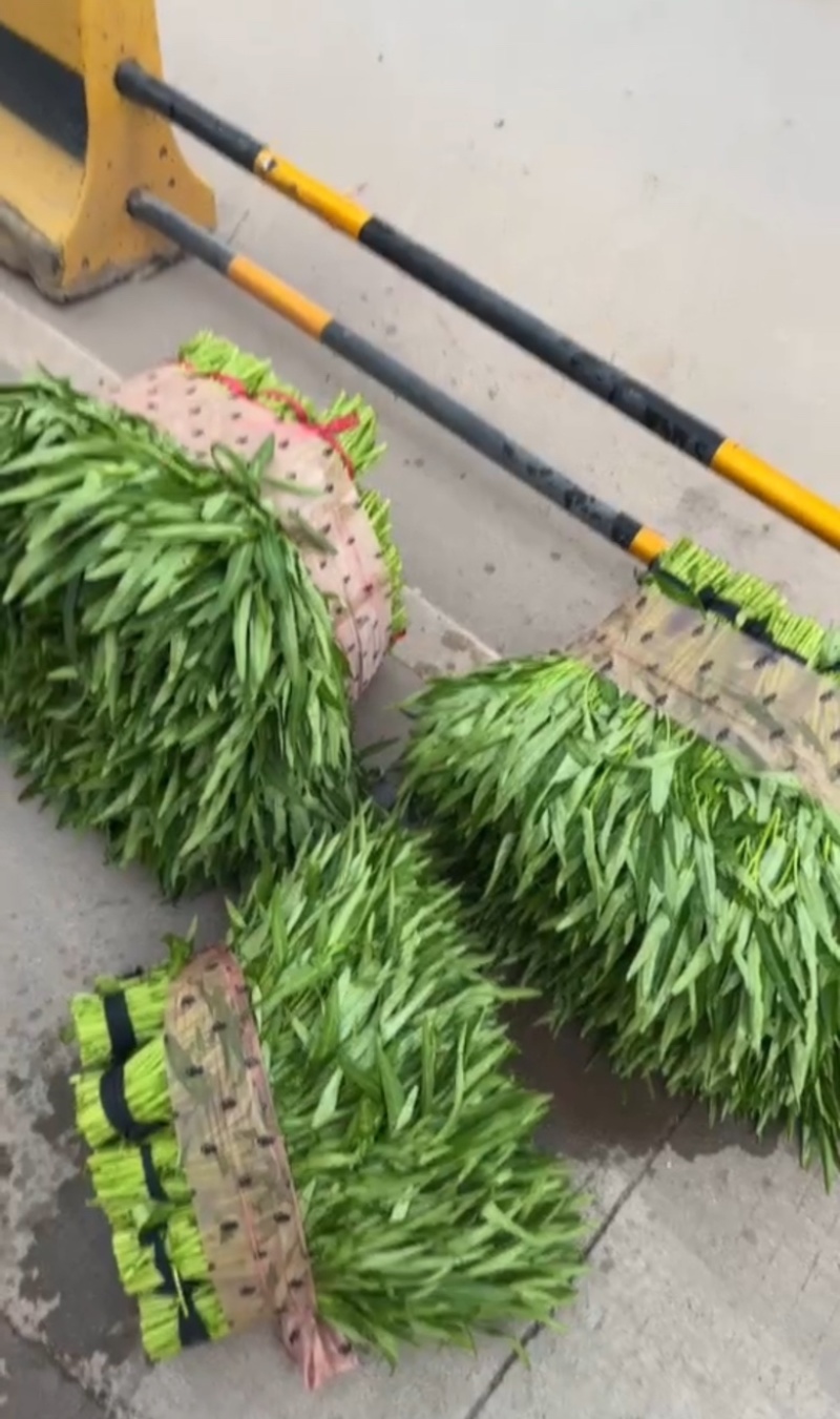 东莞大棚空心菜