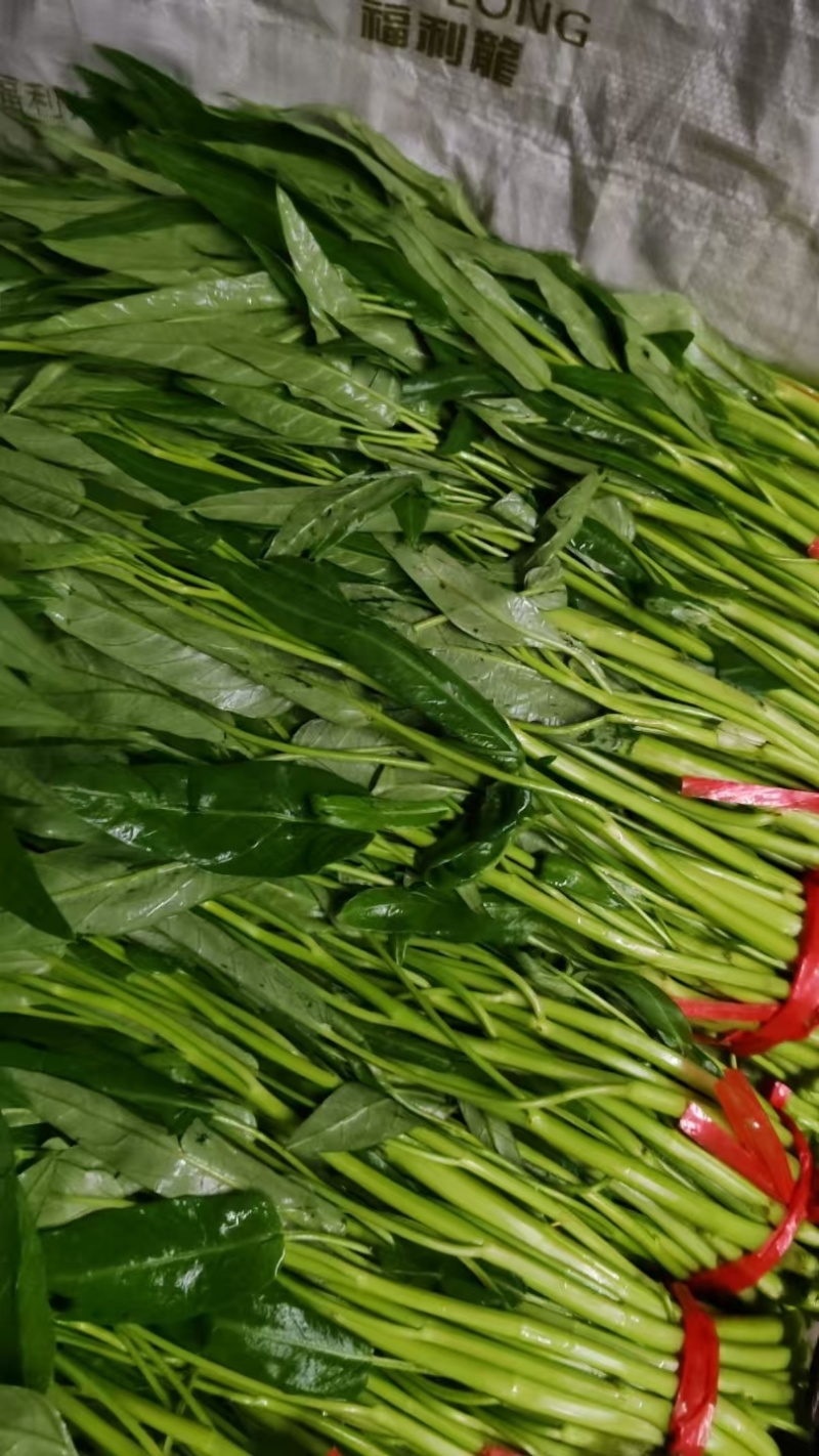 东莞大棚空心菜