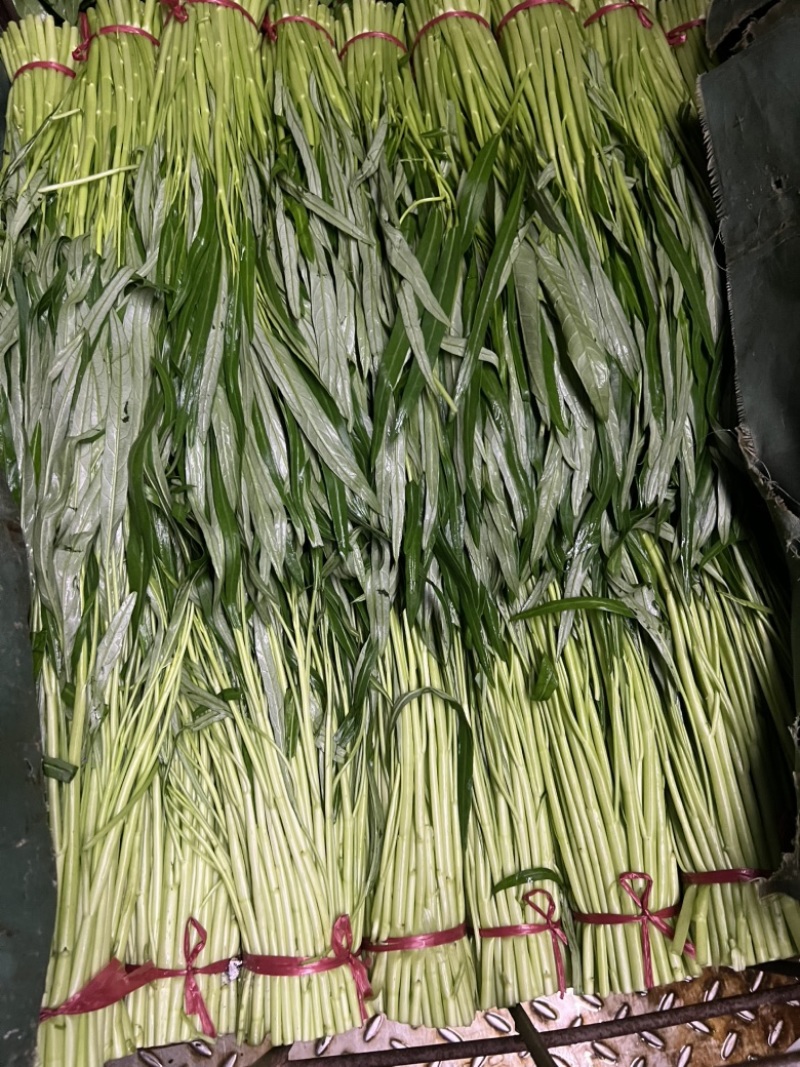 东莞大棚空心菜