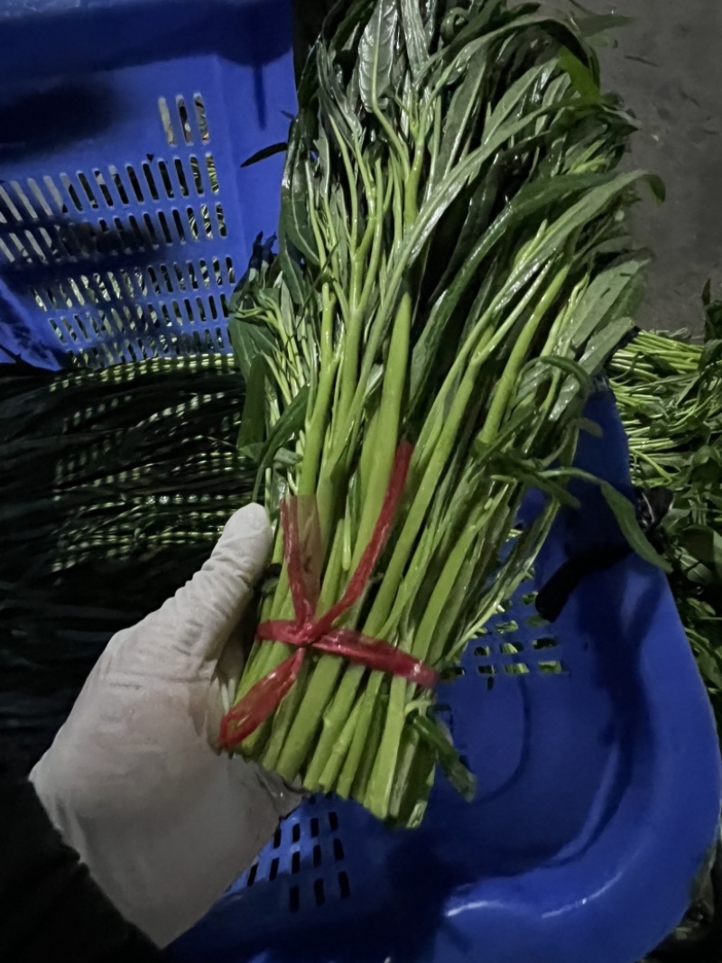 东莞大棚空心菜