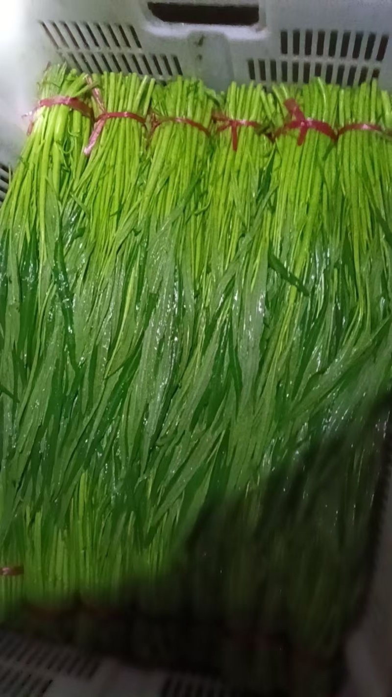 东莞大棚空心菜