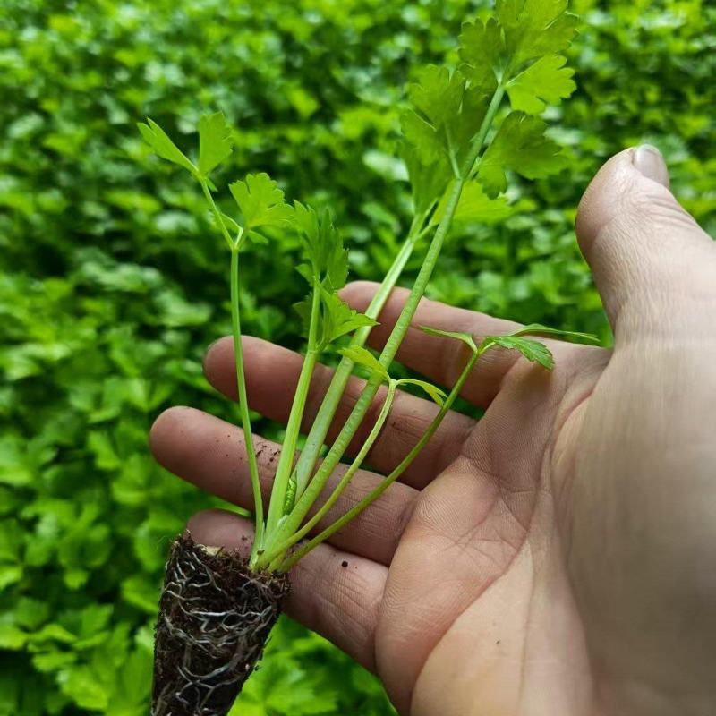 优质芹菜苗，全国发货，成活率高，欢迎致电，法国皇后