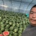 夏邑西瓜诚信代办从业二十余年产地直发无籽西瓜诚信