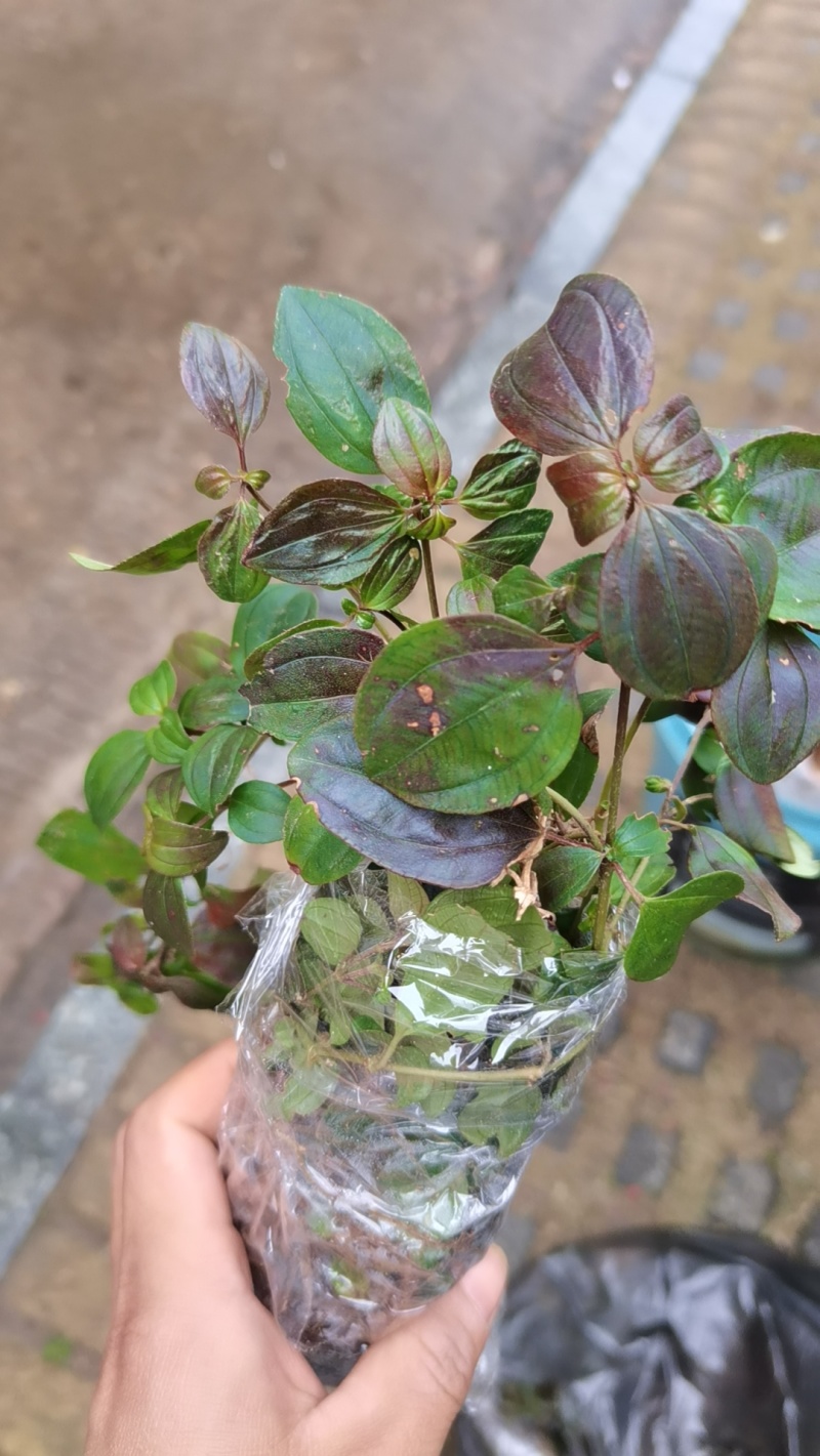 野生地稔果种子地捻草地念果山地菍铺地锦地脚茶地茄子矮脚菍