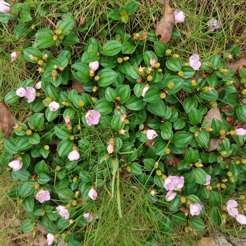 野生地稔果种子地捻草地念果山地菍铺地锦地脚茶地茄子矮脚菍