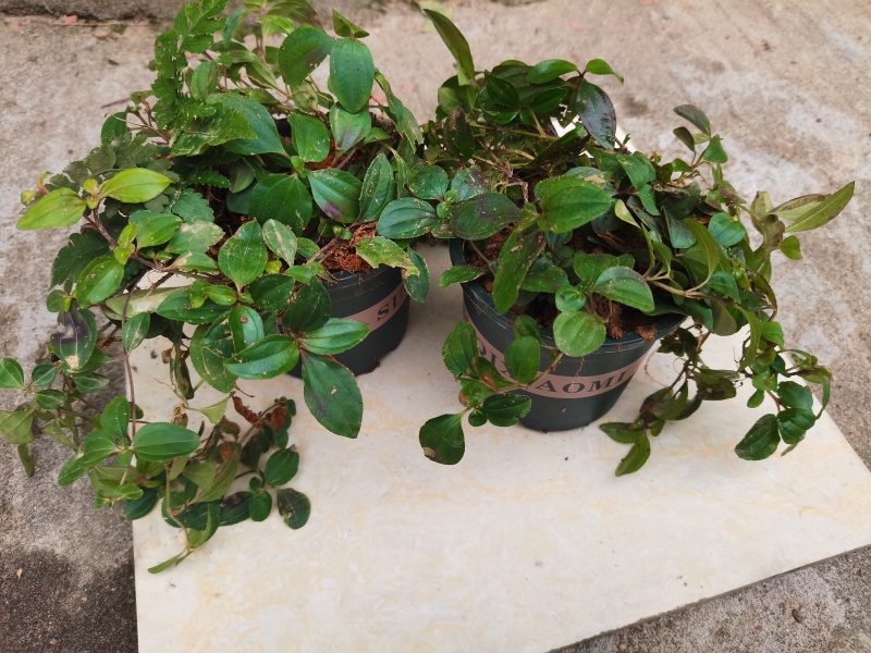 野生地稔果种子地捻草地念果山地菍铺地锦地脚茶地茄子矮脚菍