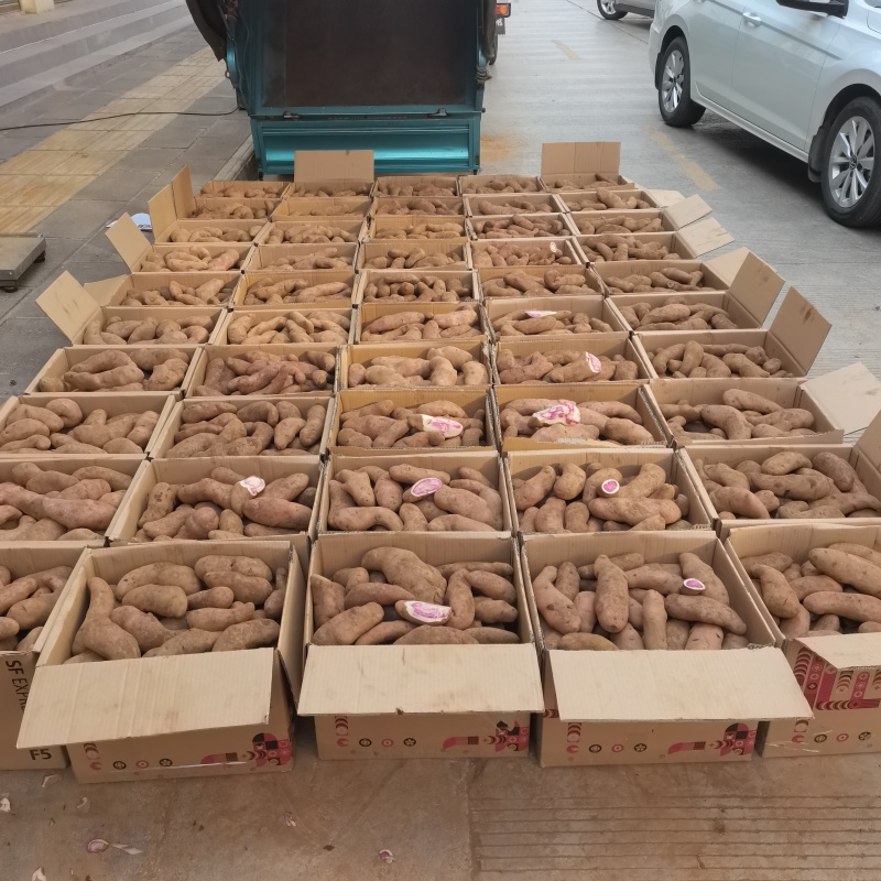 云南大理七彩土豆，发新疆吐鲁番走起。