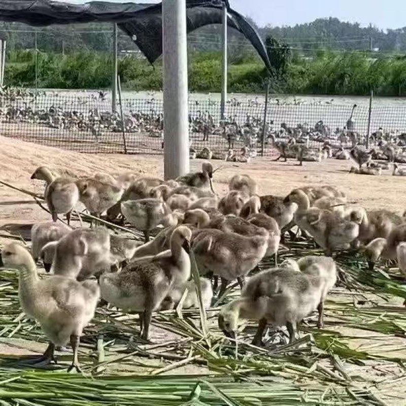 广东狮头鹅